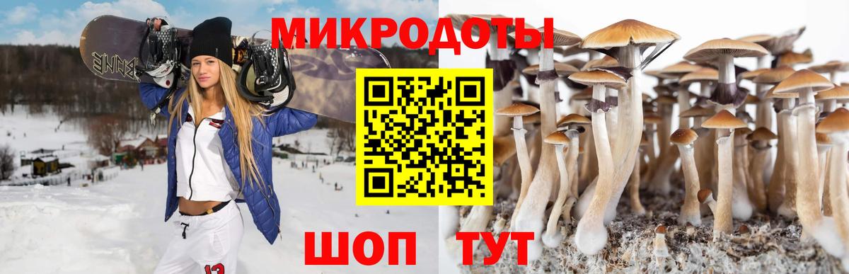 Галлюциногенные грибы Psilocybe Барнаул